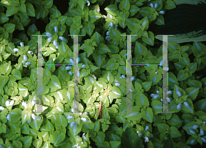 Picture of Lamium maculatum 'Beedham's White'