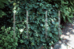 Picture of Schizophragma hydrangeoides 'Moonlight'