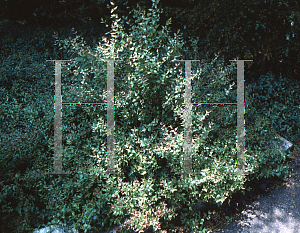 Picture of Abelia x grandiflora 'Prostrata'