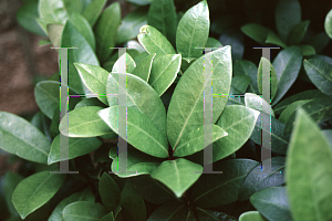 Picture of Skimmia japonica 