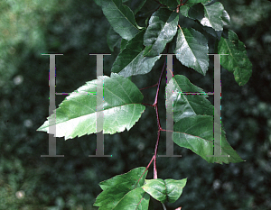 Picture of Malus angustifolia 