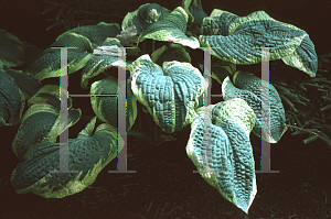 Picture of Hosta sieboldiana 'Frances Williams'