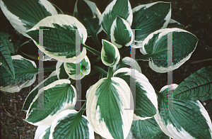 Picture of Hosta fortunei 'Patriot'