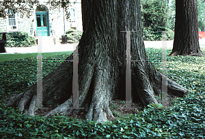 Picture of Ulmus americana 