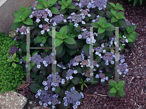 Picture of Hydrangea serrata 'Blue Billow'