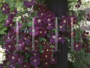 Picture of Clematis (z)(Viticella Group) 'Etiole Violette'