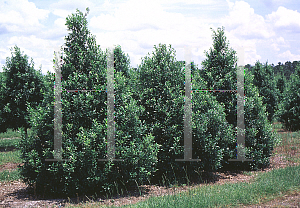 Picture of Ilex x attenuata 'Eagleston'