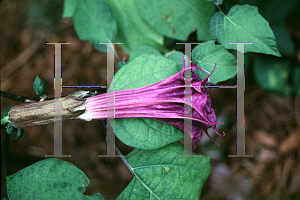 Picture of Datura stramonium 