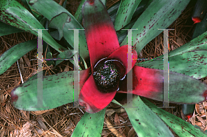 Picture of Neoregelia x 'King of Kings'