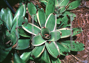 Picture of Neoregelia concentrica 'Albu Marginatai'