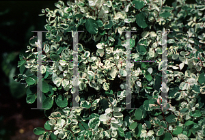 Picture of Breynia disticha 'Nana'