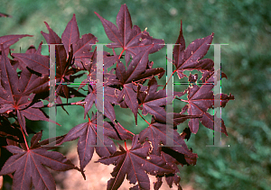 Picture of Acer palmatum 'Attraction (Atropurpureum Superbum)'