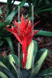 Picture of Aechmea variegata 'Fredricka'