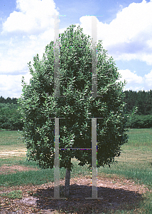 Picture of Ilex x attenuata 'Eagleston'