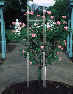 Picture of Rosa  'Gene Boerner'