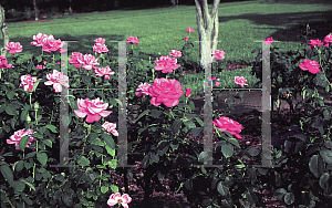 Picture of Rosa  'Perfume Delight'