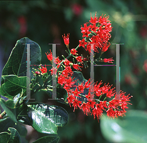 Picture of Combretum coccineum 