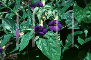 Picture of Thunbergia battiscombei 