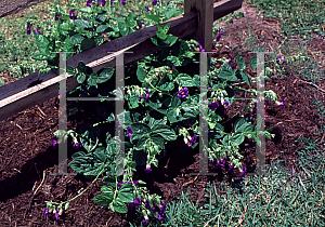 Picture of Thunbergia battiscombei 