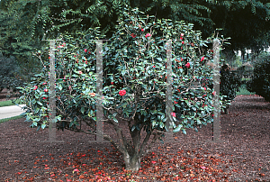 Picture of Camellia japonica 'Mathotiana'