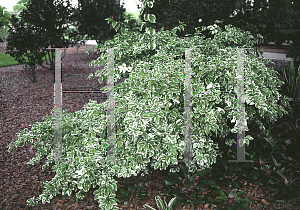 Picture of Duranta erecta 'Variegata'