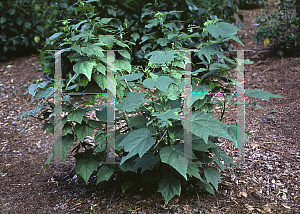 Picture of Abutilon x hybridum 