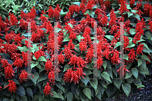 Picture of Salvia splendens 'Vista Red'