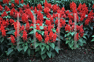 Picture of Salvia splendens 'Vista Red'