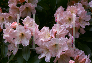 Picture of Rhododendron (subgenus Rhododendron) 'Skyglow'