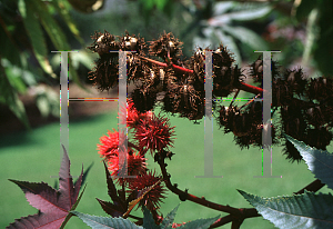 Picture of Ricinus communis 