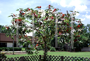 Picture of Ricinus communis 