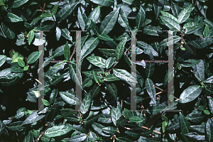 Picture of Trachelospermum jasminoides 'Texas Longleaf'