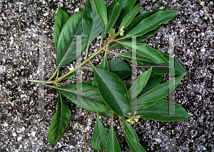 Picture of Pittosporum ferrugineum 