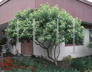 Picture of Pittosporum ferrugineum 