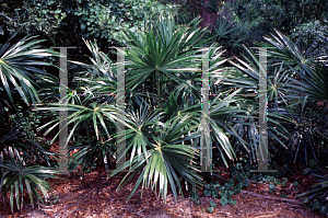 Picture of Livistona australis 