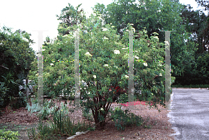 Picture of Sambucus canadensis 