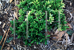 Picture of Ixora coccinea 'Petite Red'