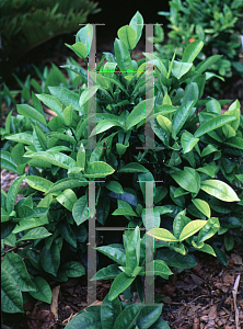 Picture of Ixora coccinea 'Nora Grant'