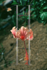 Picture of Hibiscus rosa-sinensis 'Hawaiian Salmon'