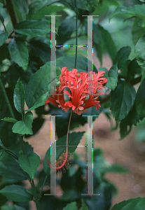 Picture of Hibiscus schizopetalus 