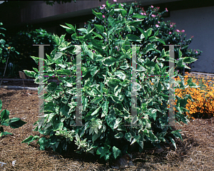 Picture of Hibiscus rosa-sinensis 'Snow Queen'