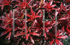 Picture of Neoregelia x 'Fireball'