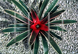 Picture of Neoregelia carolinae 'Variegata'