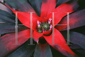 Picture of Neoregelia spectabilis 