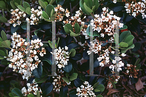 Picture of Rhaphiolepis indica 'Olivia'