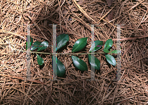 Picture of Viburnum obovatum 