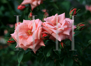 Picture of Rosa  'Gene Boerner'