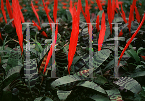 Picture of Guzmania x 'Spendreit'