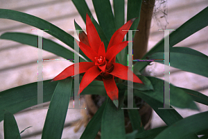 Picture of Guzmania x 'Vella Red'