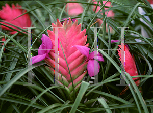 Picture of Tillandsia cyanea 